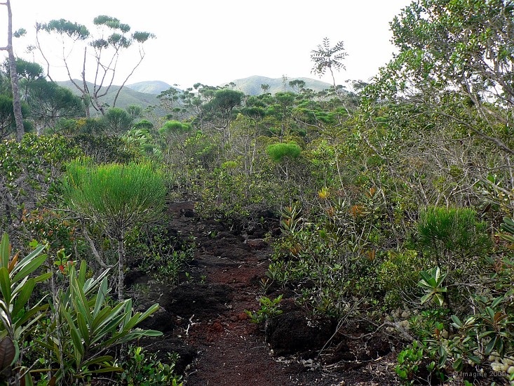 65- Le sentier vers le creek Pernod.JPG